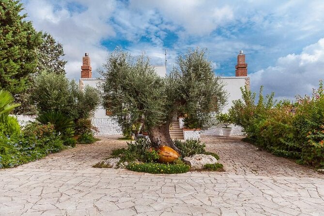 Visit Olive Grove in Ostuni With Oil Tasting - Exploring the Olive Grove