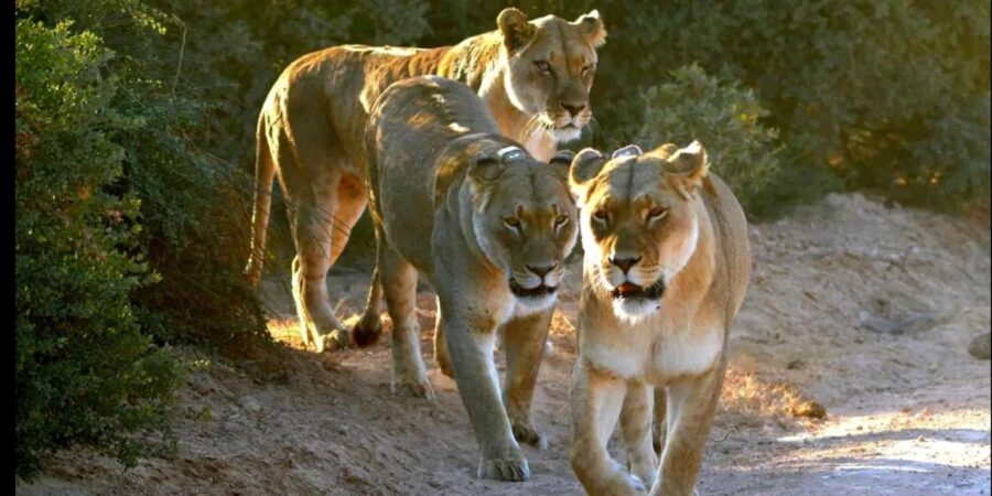 Visit Port Elizabeth :Addo Elephant Park Wildlife Safari