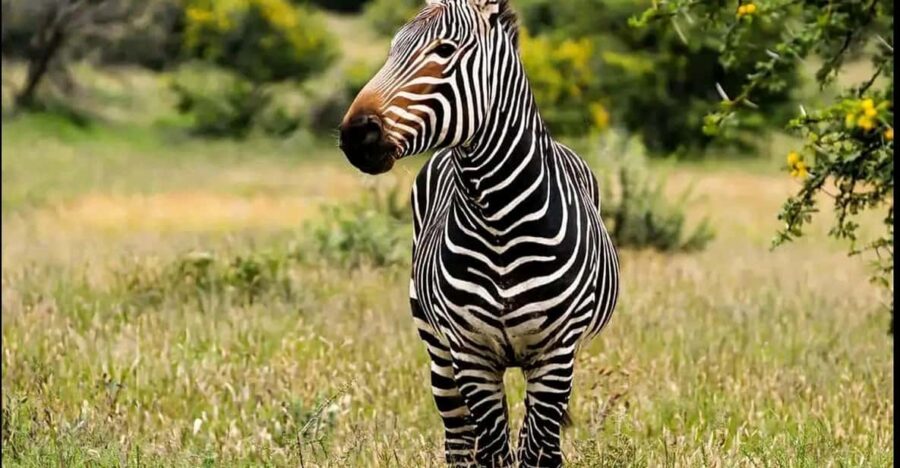 Visit Port Elizabeth :Addo Elephant Park Wildlife Safari