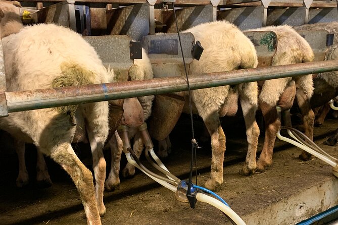 Visit San Sebastian and a Family Cheese Farm With Tasting (From Bilbao)