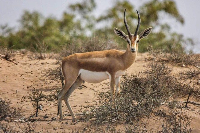 Visit the Souss Massa National Park Including Lunch From Agadir