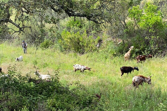 Walk in the Hills With Goat Herder-Local Honey, Wine and Cheese Tasting - Overview and Experience Details