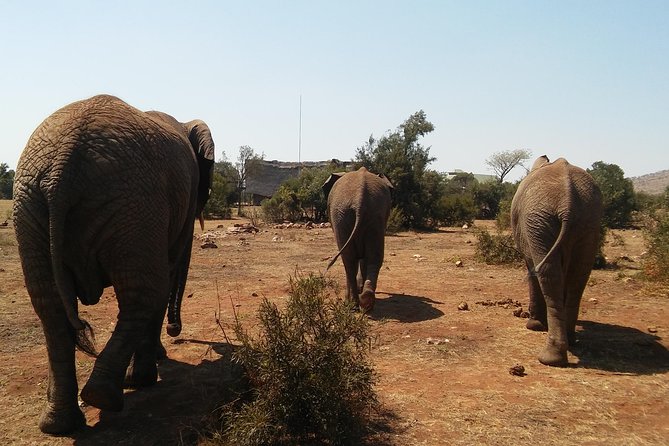 Walk With Elephants in Their Natural Environment