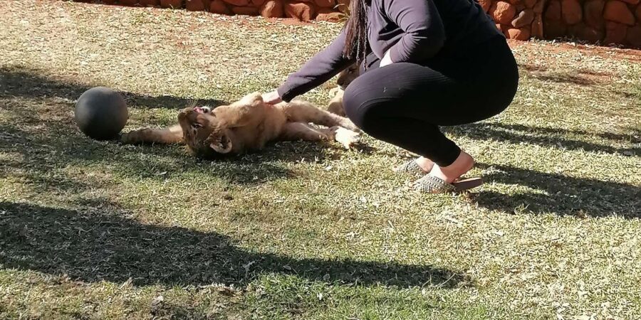 Walk With the LIONS