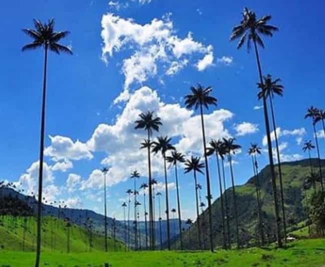 Wax Palms, Salento and Coffee Private Full Day Tour