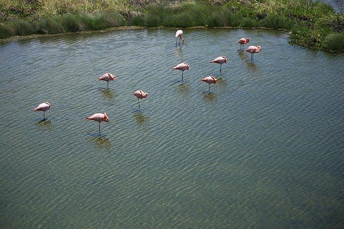 Wetlands Tour With Wall of Tears From Isabela Island