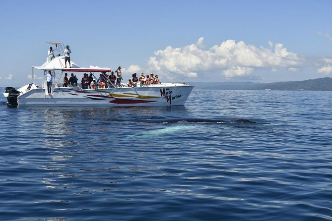 Whale Watch Tour From Santo Domingo With Bacardi Island and Lunch Included