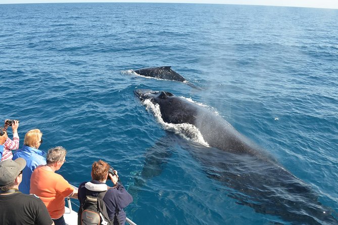 Whale Watching Day Trip From Punta Cana – Pick Up in Your Hotel.