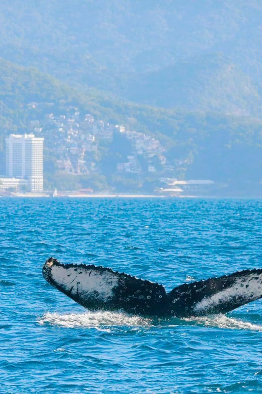 Whale Watching in Rio De Janeiro