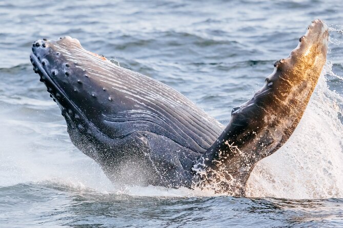 Whale Watching in Waikiki