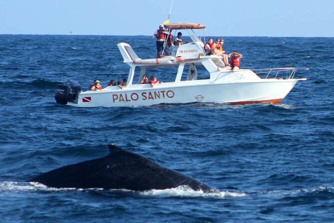 Whale Watching Tour in Samana Bay From Las Terrenas