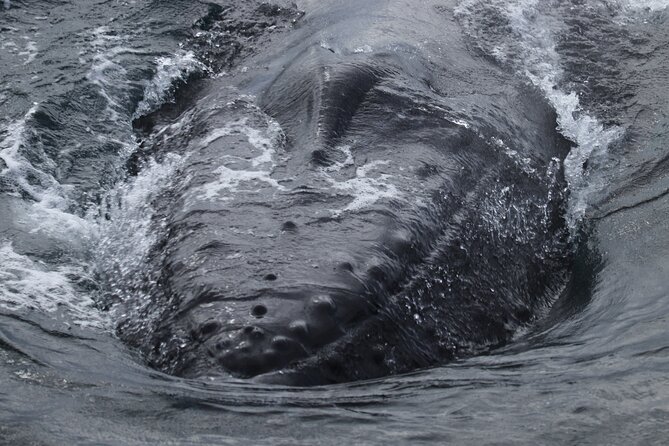 Whale Wonders Morning Expedition From Reykjavík - Tour Overview
