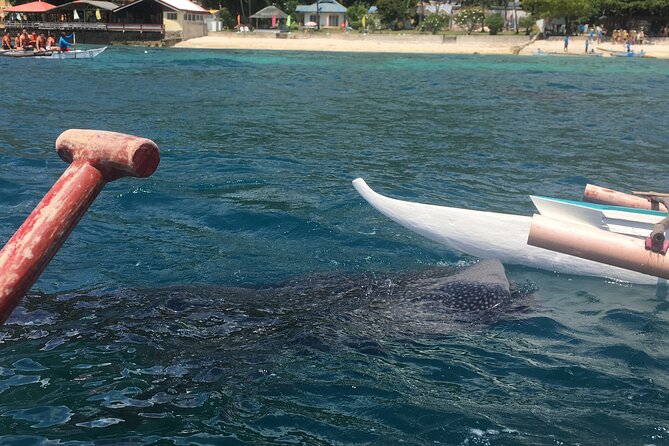 Whaleshark & Bohol Countryside Tour W/ Buffet Lunch River Cruise (Cebu or Bohol)