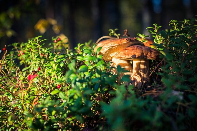 Wild Berries and Mushroom Picking Tour