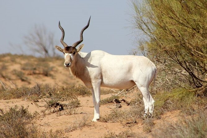 Wild National Park & Sahara Desert Including Couscous & Tajine