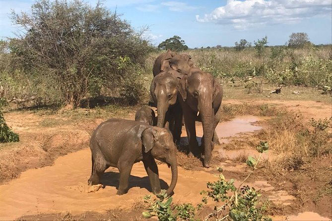 Wilpattu National Park Safari From Colombonegombo by Private Vehicle With Driver - Inclusions and Exclusions