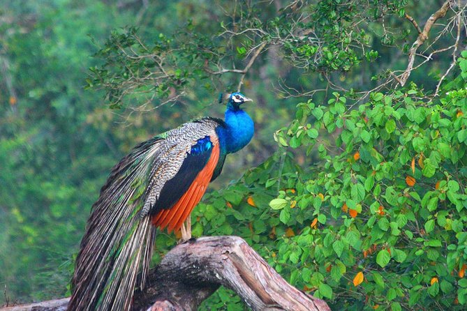 Wilpattu National Park Safari With Naturalist - About Wilpattu National Park