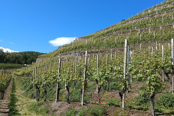 Wine and Food Tasting PRIVATE Guided Tour - Inclusions and Pickup