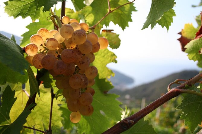 Wine & Food Tour in Sardinia : Small Group