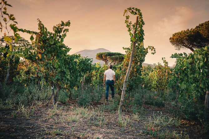 Wine Tasting and Winery Tour in Vesuvio National Park With Lunch