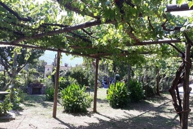 Wine Tasting at Basileo Cellar With Lunch