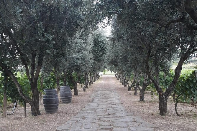 Wine Tasting in Roman Countryside: 3-Hour Tour From Rome