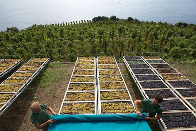 Wine Tasting in Vineyard at the Sunset in Lipari Island