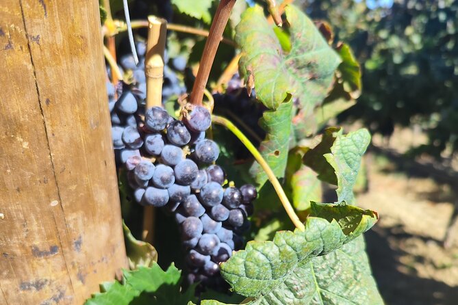 Wine Tour, Discovering the Famous Setúbal Moscatel