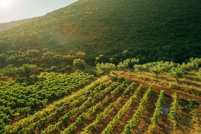 Winery Tour and Tasting in Zakynthos With the Winemaker - Discovering the Family-Owned Winery