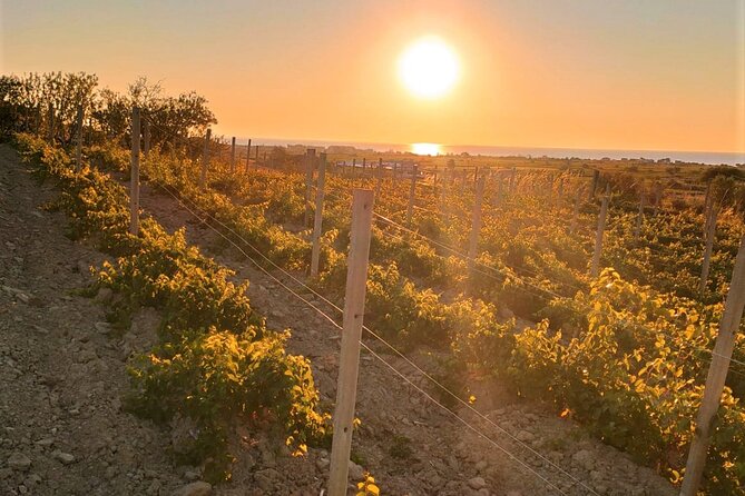 Winery Tour and Wine Tasting in Calabria