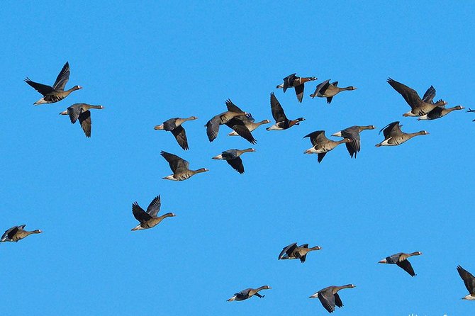 Winter Tour in Dobruja - Searching for Red-Breasted Geese - Private Program