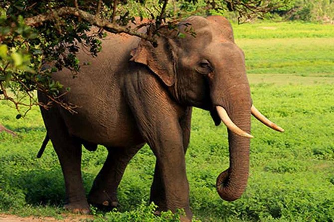Yala National Park Leopard Safari - HALF DAY/FULL DAY TOUR