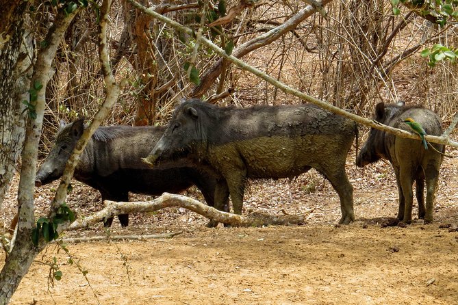 Yala National Park Safari From Bentota