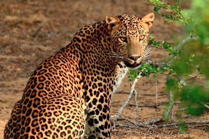 Yala National Park Safari From Ella