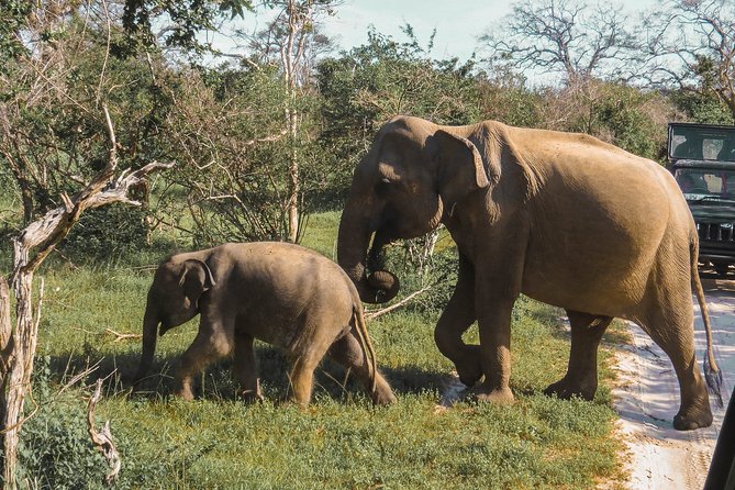 Yala National Park Safari From Galle