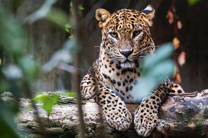 Yala National Park Safari | Jeep With Tickets - Overview