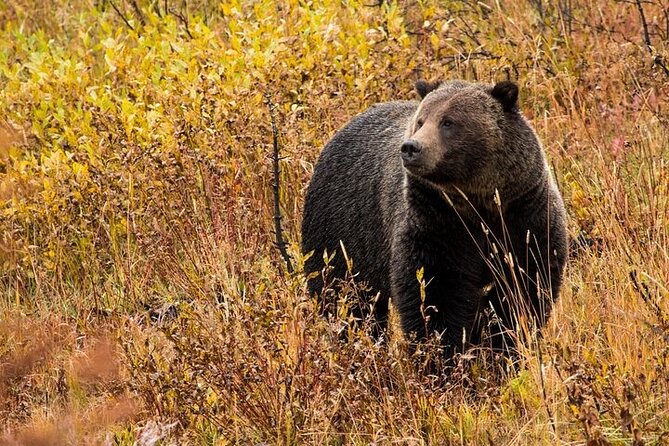 Yellowstone & Grand Teton National Parks: Small Group 6-Day Tour - Tour Overview and Rating