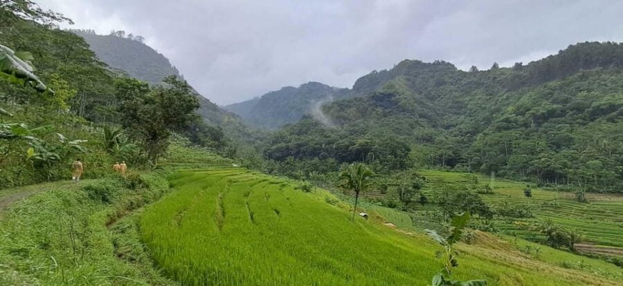 Yogyakarta : Java Rice Terrace Trek & Selogrio Temple Tour - Tour Overview