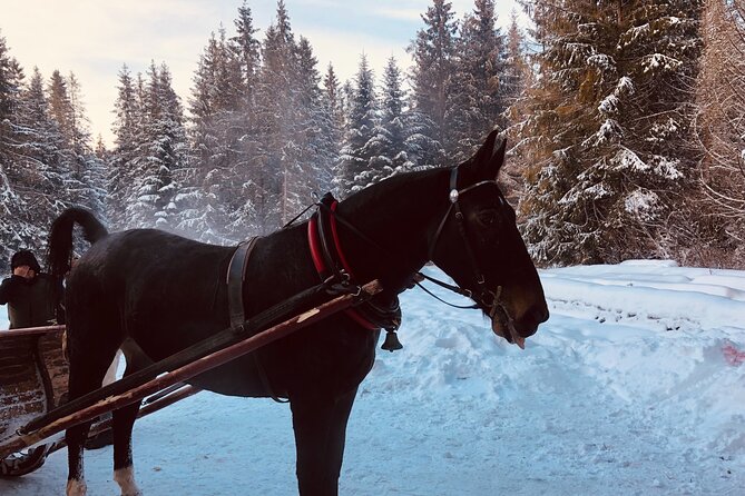 Zakopane & Sleigh Ride With Bonfire – Group Tour From Kraków