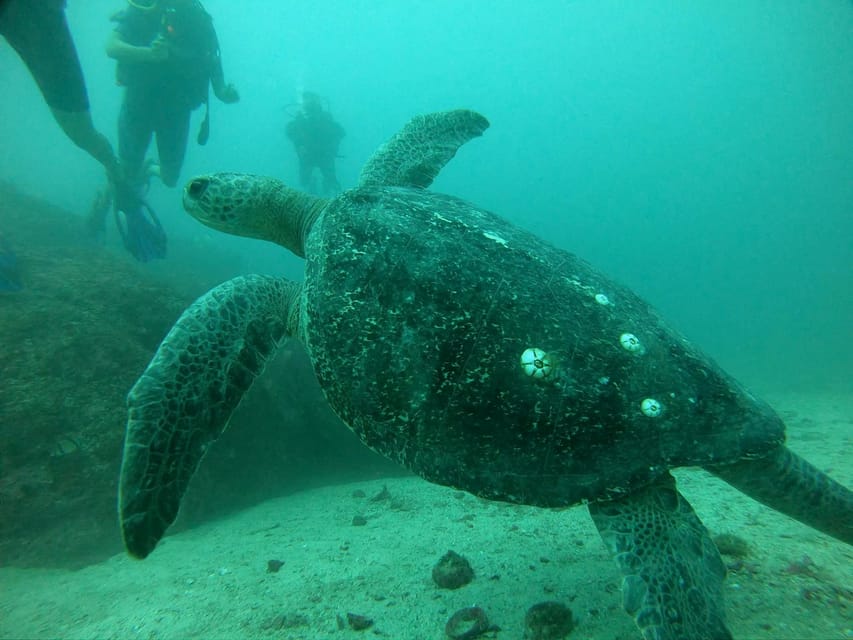Zihuatanejo: Marine Life Observation Tour