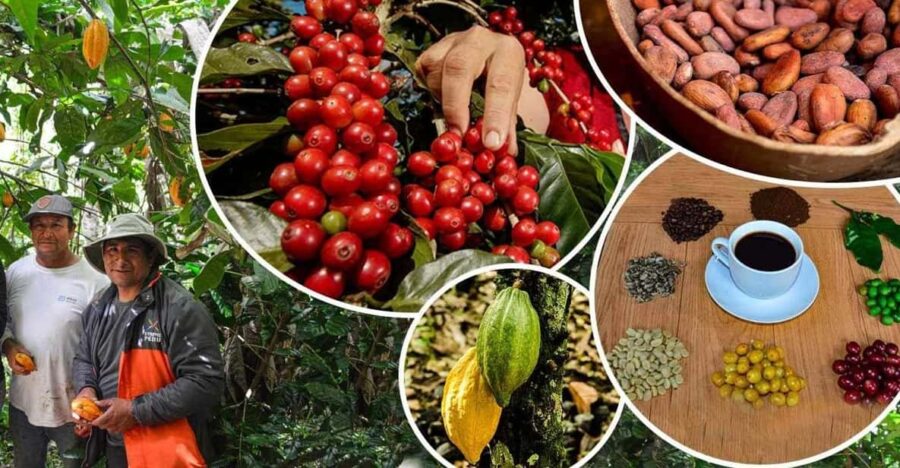 2-Day Private Coffee or Cocoa Tour in Huayopata