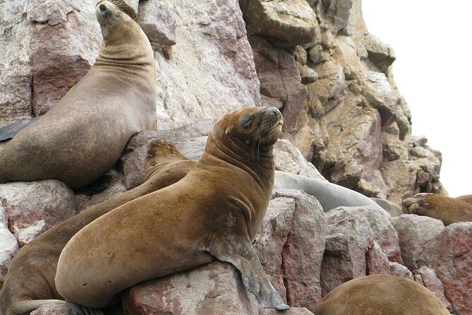 2-Hour Ballestas Islands Tour by Modern Boat - Exploring the Fascinating Ballestas Islands