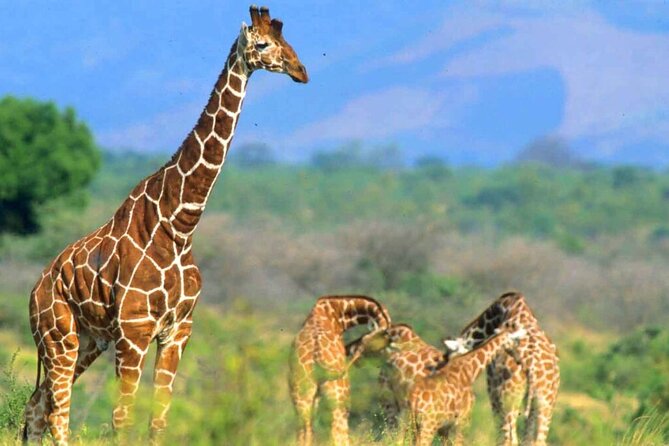 2-Hour Private Tour in Giraffe Centre in Nairobi