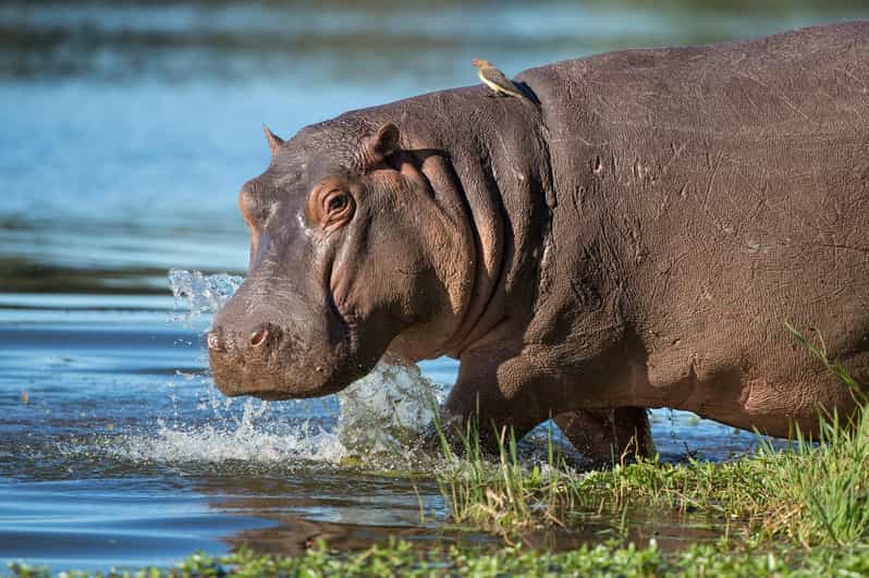 1/2 Day Isimangaliso Boat Safari Tour From Richards Bay