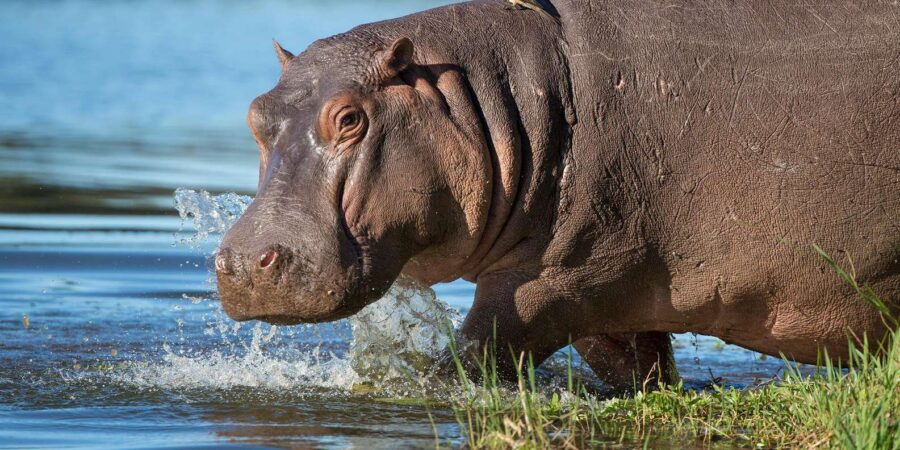 ½ Day Isimangaliso Boat Safari Tour From Durban