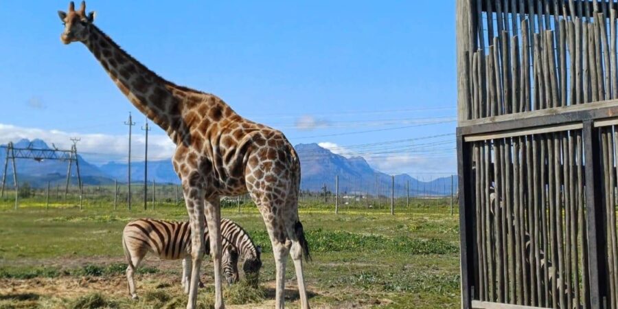 Cape Town: Wine Tasting, Giraffe House and Cheetah Encounter