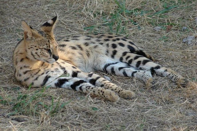 Cruise on Blyde Dam & Moholoholo Rehab Centre Day Tour From Hazyview