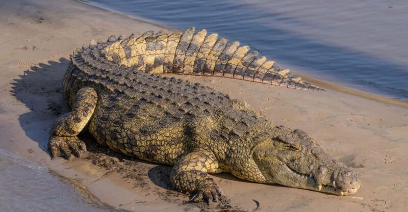 Isimangaliso Boat Safari ½ Day Tour From Richards Bay - Key Points