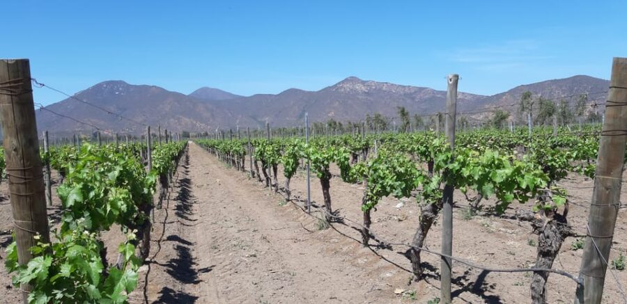 Maipo Valley: Private Full-Day Wine Tour