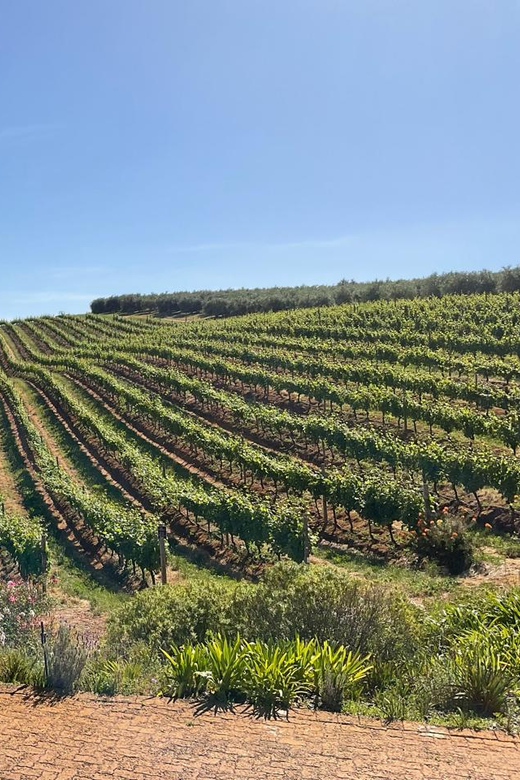 Private Stellenbosch, Franschhoek & Paarl Wine Tasting Tour - Experience and Activities